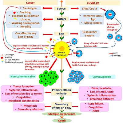 The Deadly Duo of COVID-19 and Cancer!